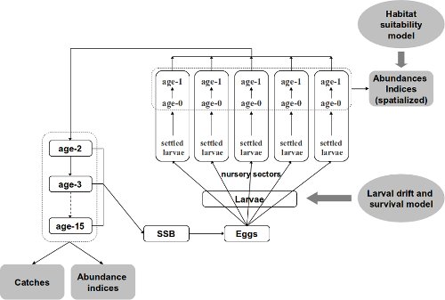 DAG of the Bayesian life cycle model